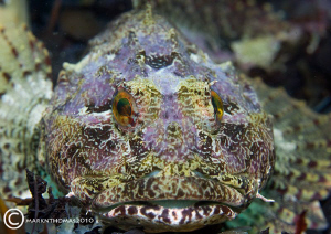 Long-spined Scorpion fish.
Connemara, June 2010.
D3 105mm. by Mark Thomas 